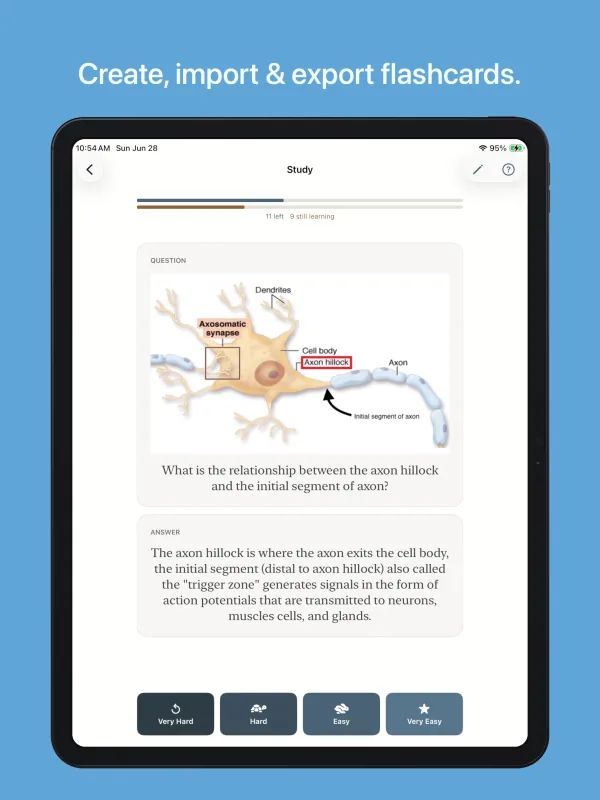 Studying a neuron diagram flashcard on iPad, with the answer revealed and the four grade buttons below