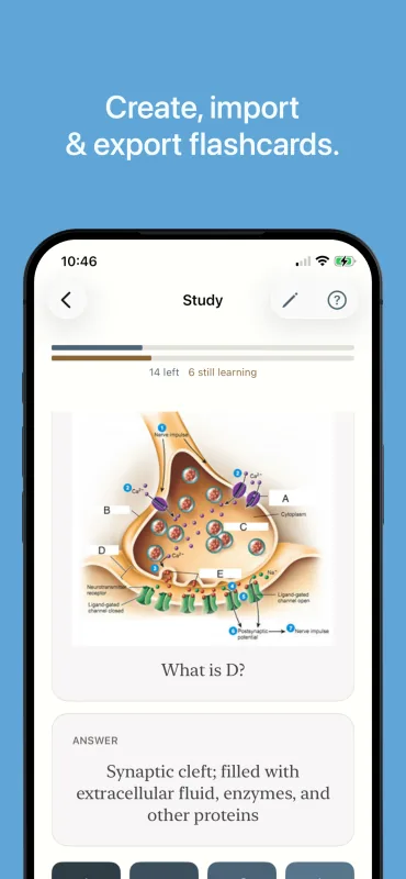 Studying a neuroscience flashcard on iPhone: a labeled synapse diagram asks “What is D?” with the answer revealed below